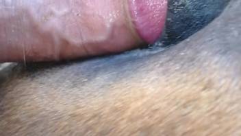 Guy pounding his female horse's steamy cunt from the rear
