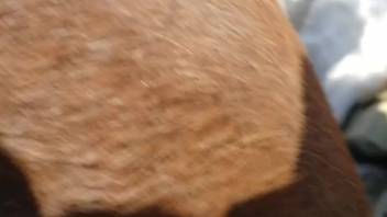Guy dominates a female horse's vagina through intense fucking live on webcam