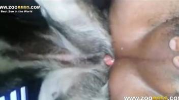 Hardcore anal sex with an assertive dog and a bottom