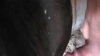 Guy bangs a female horse's snug vagina in the steamiest manner