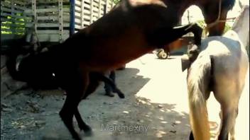 Brown stud pounding a white filly from the rear