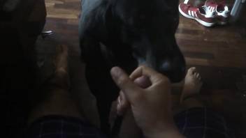 Dude jerks his cock in front of a dog's cute face