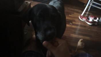 Guy masturbates his stiff cock before a perverted pooch