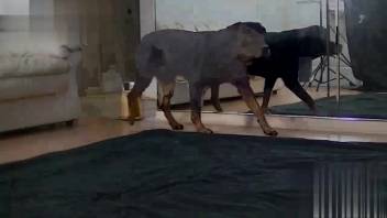 Steamy pet observes its alluring owner undress on webcam