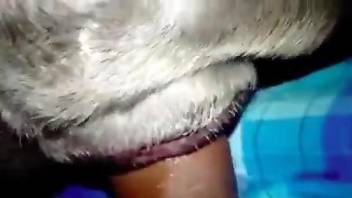 Dude slides in and out of this animal's hot pussy