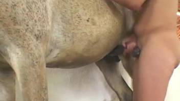 Curly-haired zoofil gives this stallion an outstanding blowjob