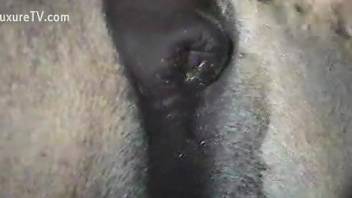Close-ups of horse cocks in a bestiality porn video