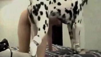 Stockings-clad brunette ravaged by a Dalmatian