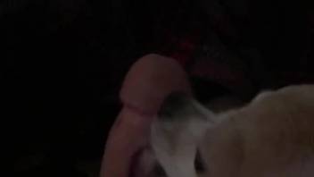 A man's dick is slurped by a tiny dog