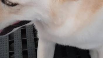 Canine satisfies owner by tonguing his hard penis