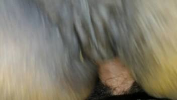Man's rigid dick delving into a oozing female horse pussy
