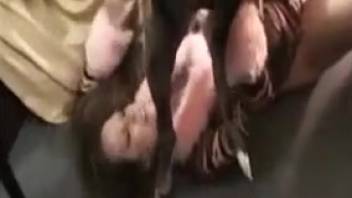 Brunette bombshell in furry outfit gets banged senseless
