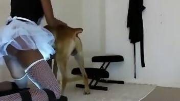 Fishnets-wearing beauty getting fucked by a dog