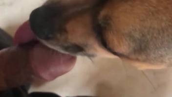 Canine tongues guy's cock and delivers fierce oral satisfaction