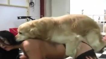 Hot babes with big boobs join forces to fuck a dog
