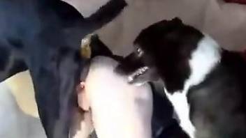 Pink-haired hottie is about to fuck TWO dogs at once