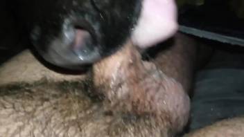 Baby veal licks the man's dick during his masturbation solo