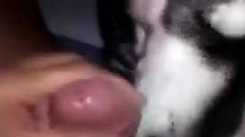 Dude's hard cock is a perfect treat for a kinky dog