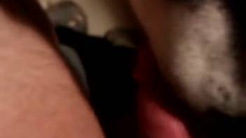 Guy's steamy dick is satisfied in point-of-view by a perverted pooch