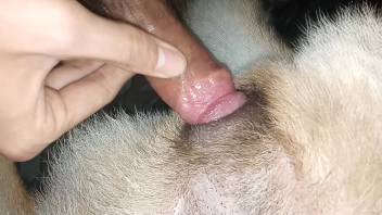 Horny guy roughly bangs his fluffy pal on webcam