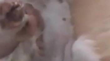 Beautiful-looking dog cock  getting stroked on cam