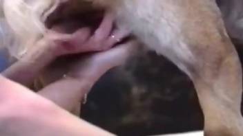 Blond-haired woman worships a dog's cock in a hot video