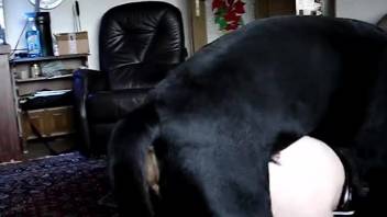 Canine aggressively penetrates female's smooth-shaven vagina in domestic bestiality session