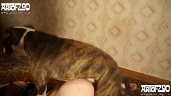 Housewife enjoys dog fucking animal zoophilia on cam