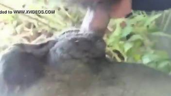 Selfless zoophile makes sure that the animal cums