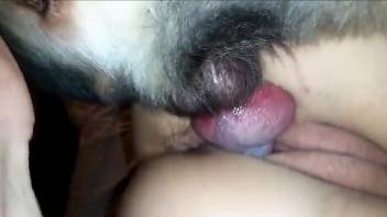 Slim amateur filmed when trying doggy sex with a dog