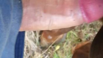 Guy's erect dick pounding a female horse's juicy cunt
