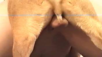 Fluffy canine rear penetrates stunning ladies in shared adult encounters
