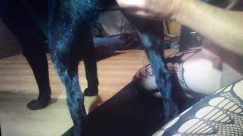 Horny lady masturbates the canine's penis during webcam session