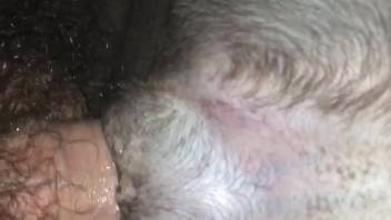 Guy deeply penetrates fluffy canine and satisfies his bestiality cravings