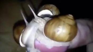 Man jerks off with snails all over his erect dick