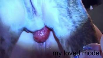 Dog forcefully penetrates a slender woman in explicit adult webcam scenes