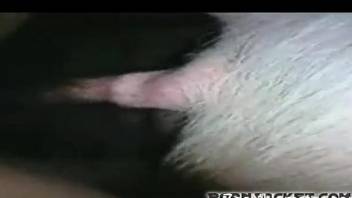 Amateur bends ass for the pig in crazy zoo fuck video