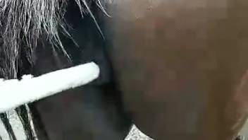 Mare's vagina being penetrated by a big white rod