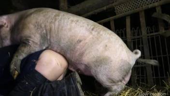 Pig punishing a gay zoophile in a rather intense way