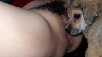 Oozing, fuzzy-looking hole licked by a kinky doggo