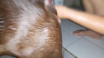 Furry vagina woman rides up and down on this canine cock