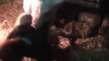 Pig screws slender lady in the butt for full bestiality porn