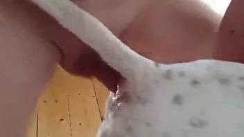 Dude dominates a dog's pussy hole in a fucked-up vid
