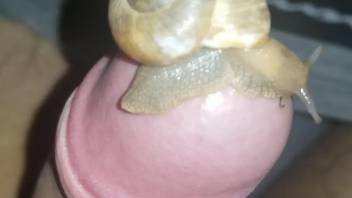 Hot snail wants to live underneath this dude's foreskin