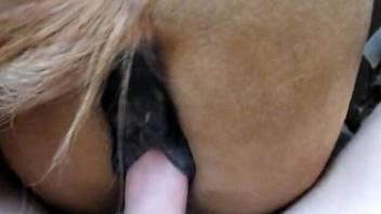 Huge dick dominating a horse's hot pussy in HD
