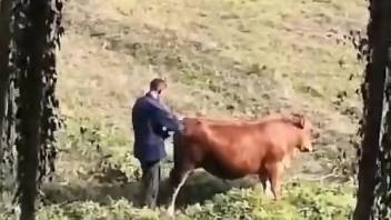 Horny dude casually fucking a very sexy brown cow