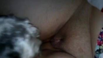 Chubby chick lets a beast lick her pussy BIG TIME