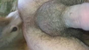 Hairy cock dude getting fucked in the ass by a dog