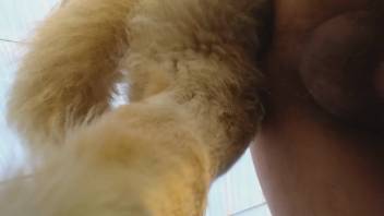 Guy anally penetrates fluffy canine as he records the entire act