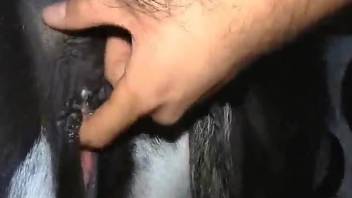 Man roughly fucks horse's pussy while recording himself